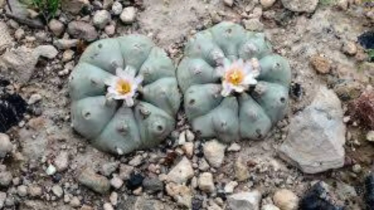 peyote