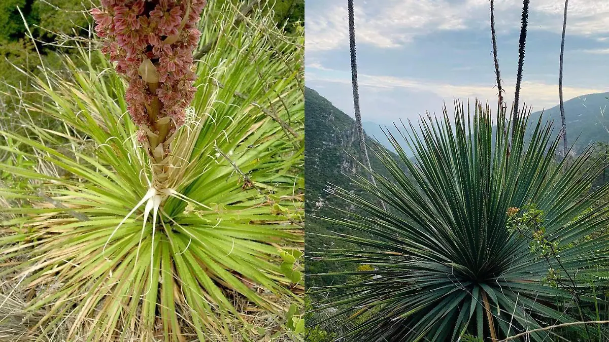 planta o plantas zotol o sotol en picacho (3)