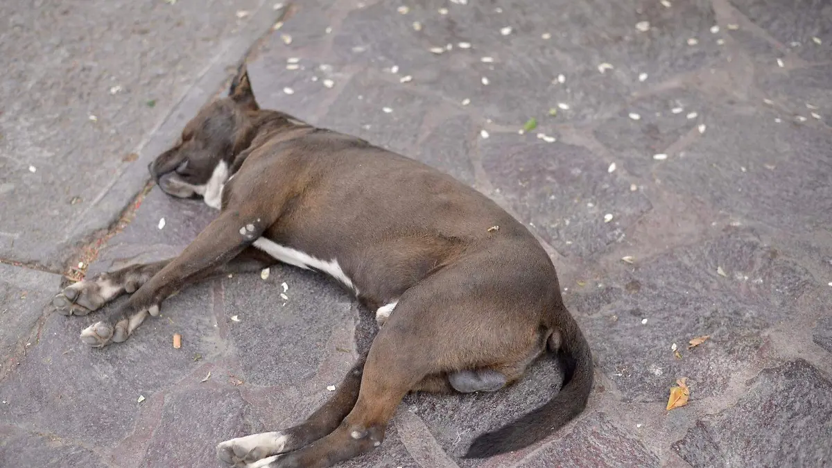 Perros de la calle perritos (3)