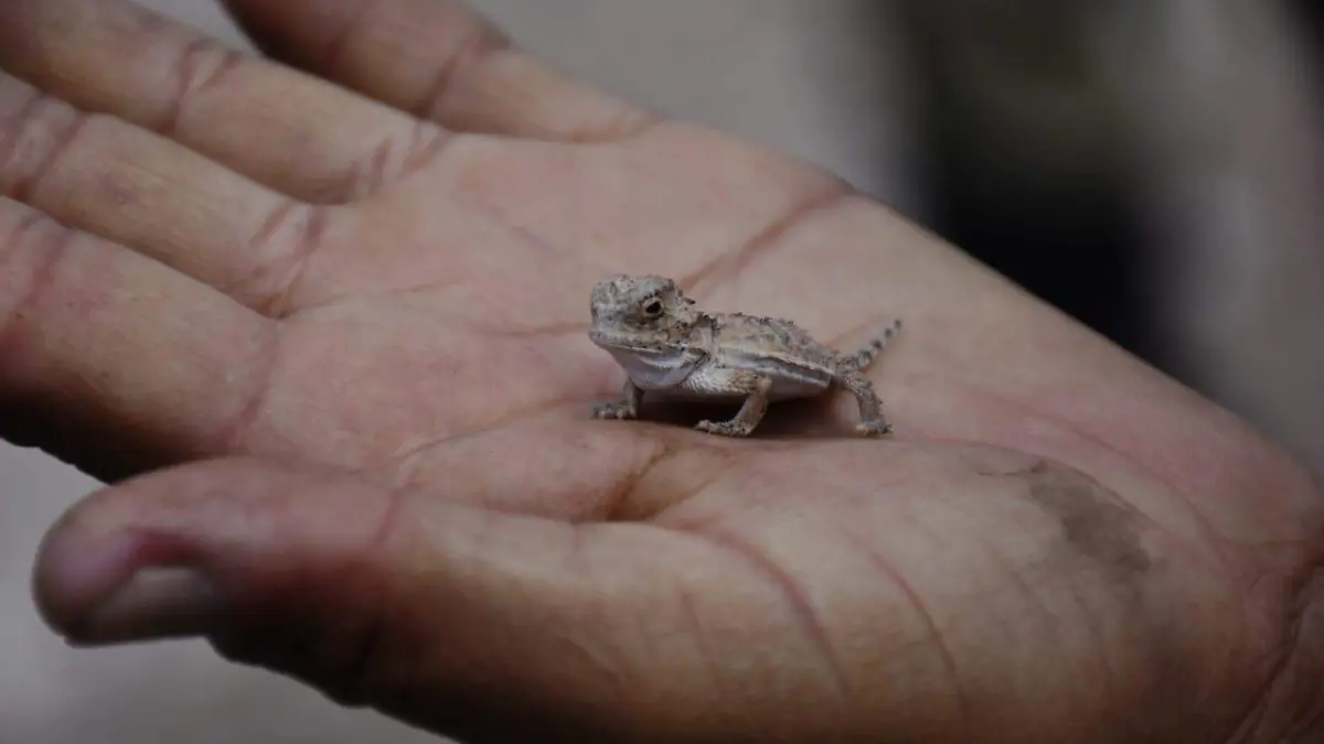 poblado de La Rivera  reptil deseirto