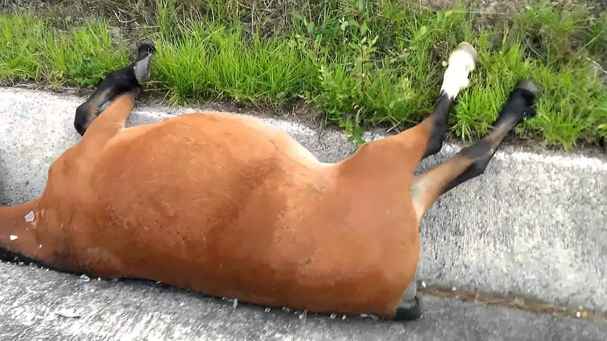 caballo muerto