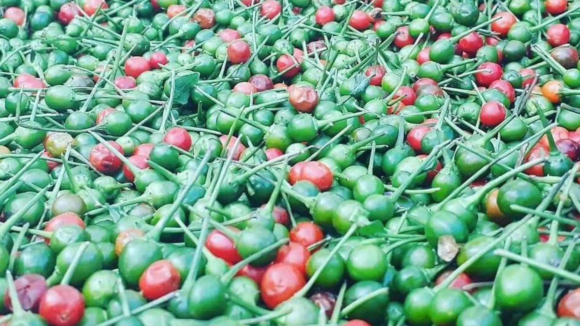 Chiltepín