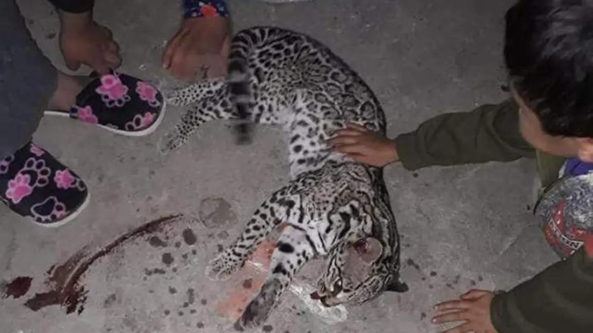 ocelote sin vida