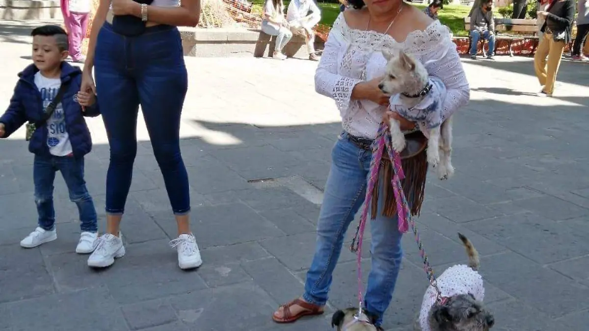 El amor a los animales