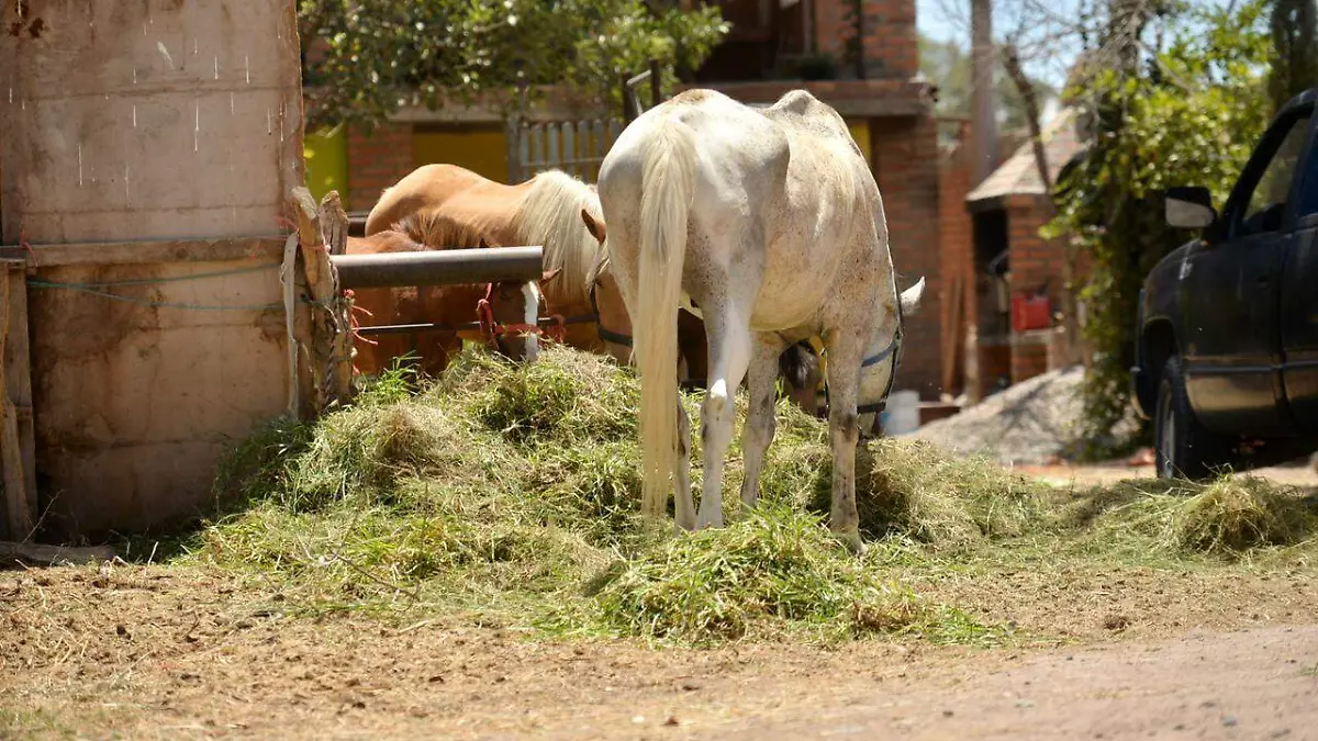 ganado sequía JO (1)
