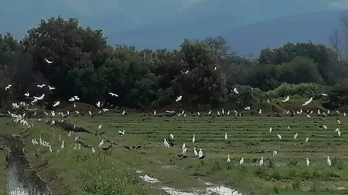 garcillas