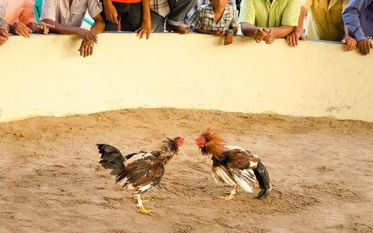 gallos de pelea
