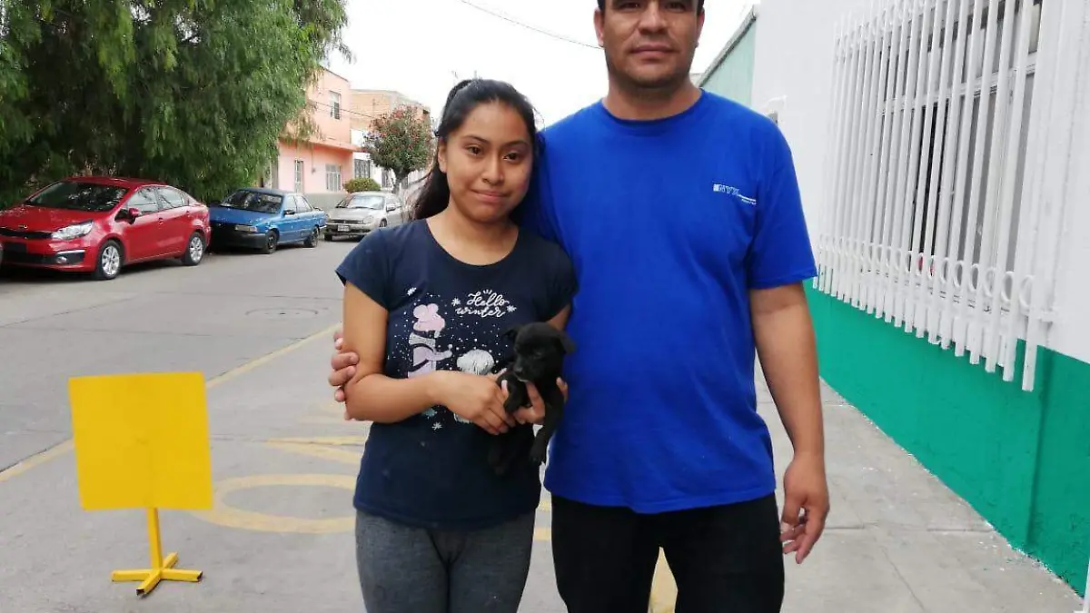 mascotas