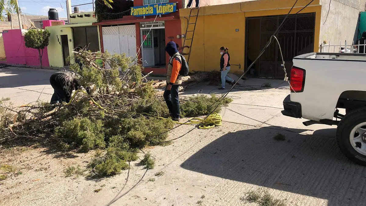 derriban arboles por fuertes vientos en Soledad