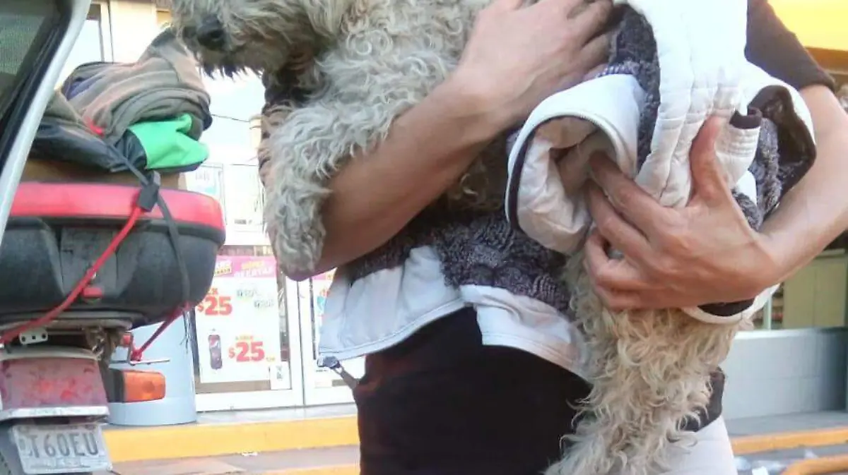 cuetes mortales perritos rescatados (7)