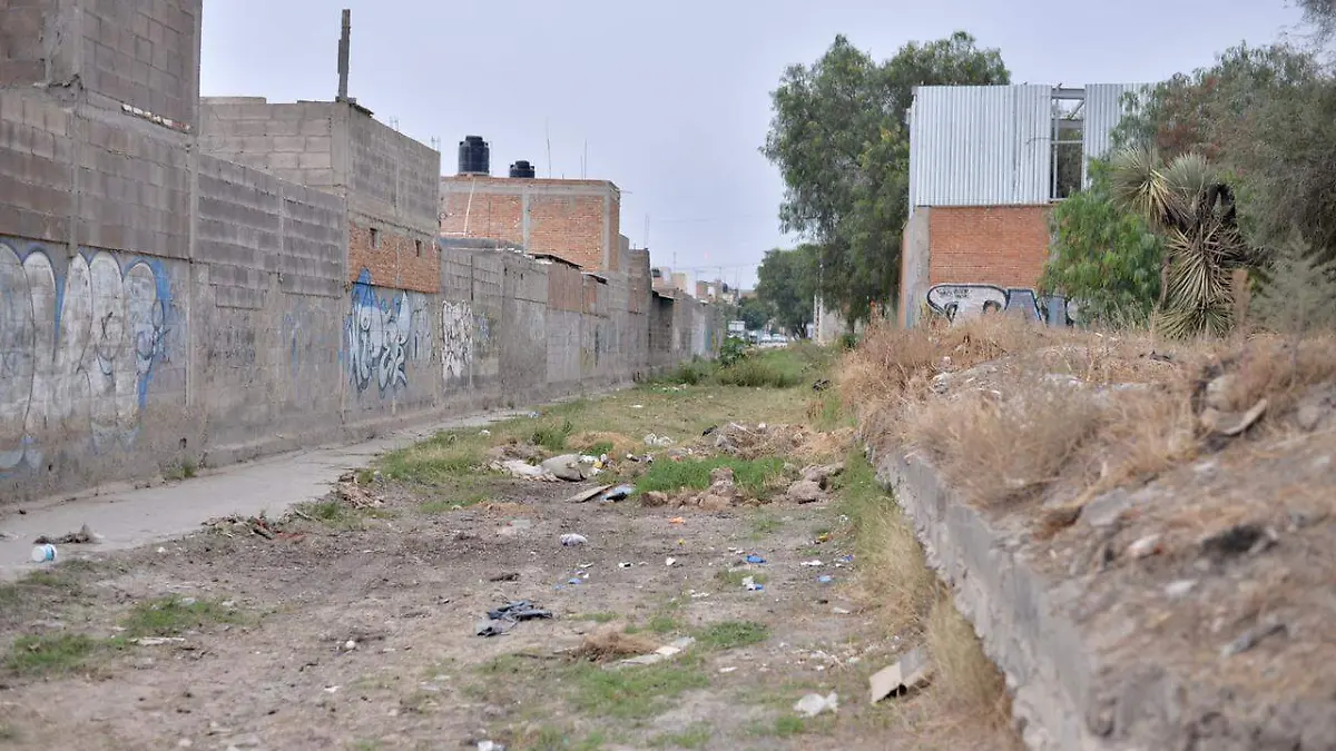 Colector de agua en cactus (2)