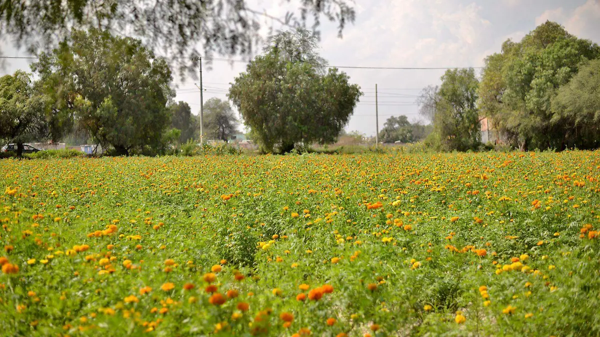 Flor Cempasúchil (5)