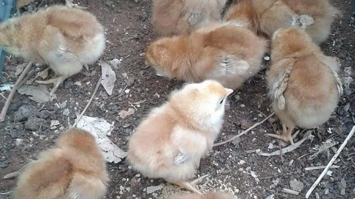 corral de pollos 