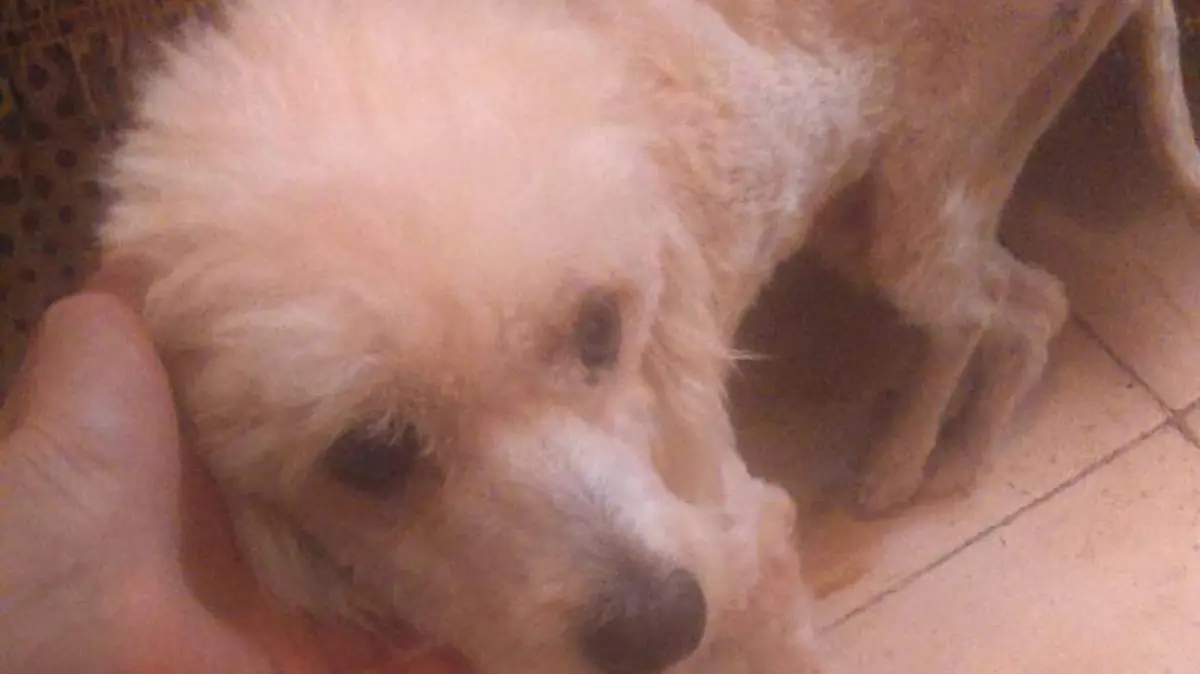 cuetes mortales perritos rescatados (8)