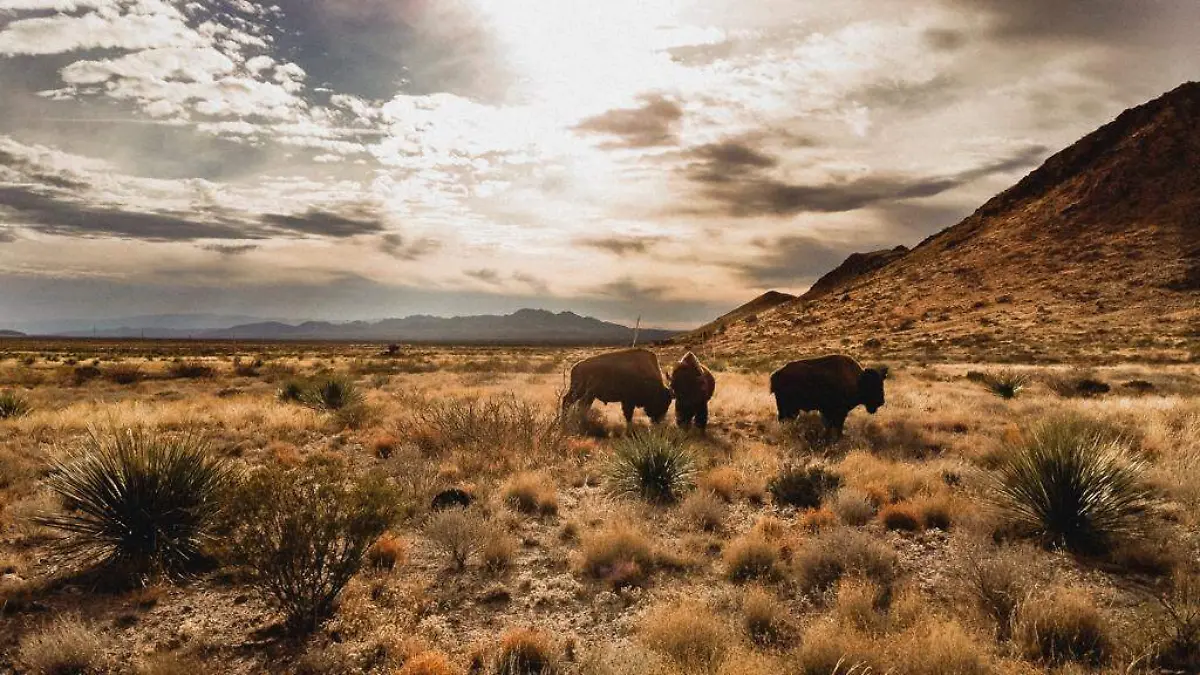 En la conservación animal también actúa CEMEX
