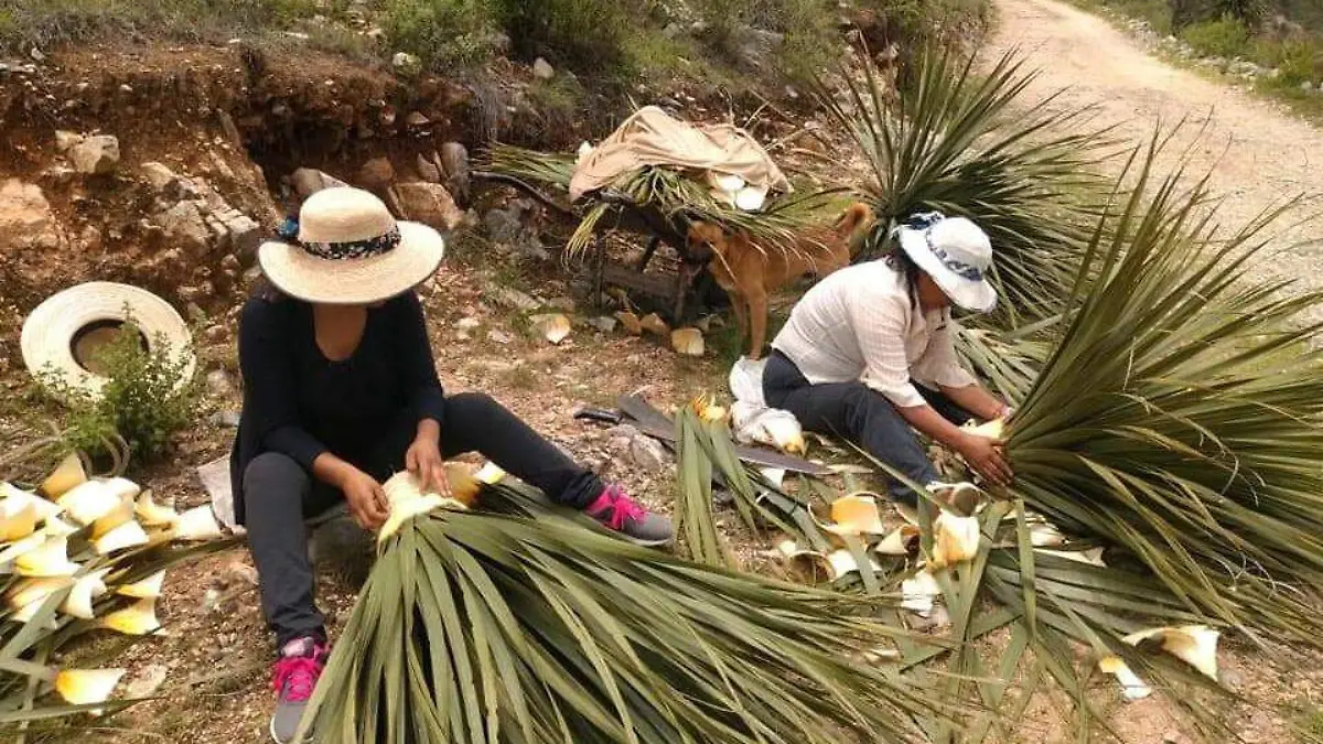 planta o plantas zotol o sotol en picacho (4)
