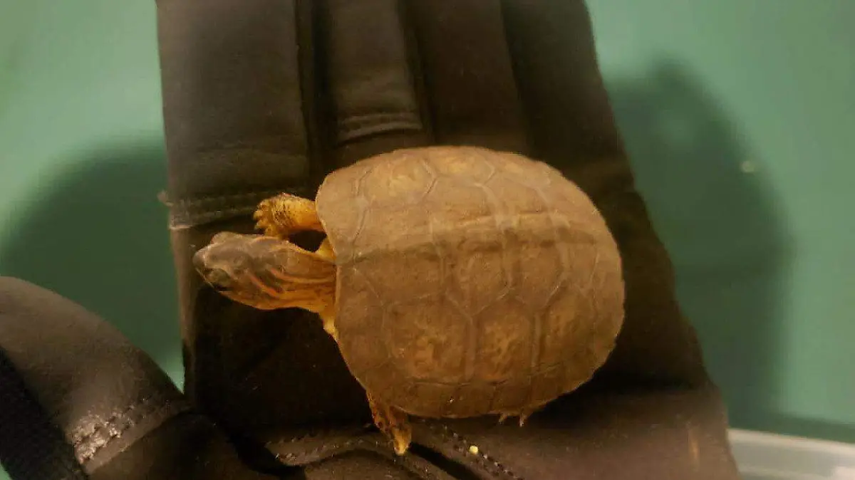 tortugas y serpientes 3