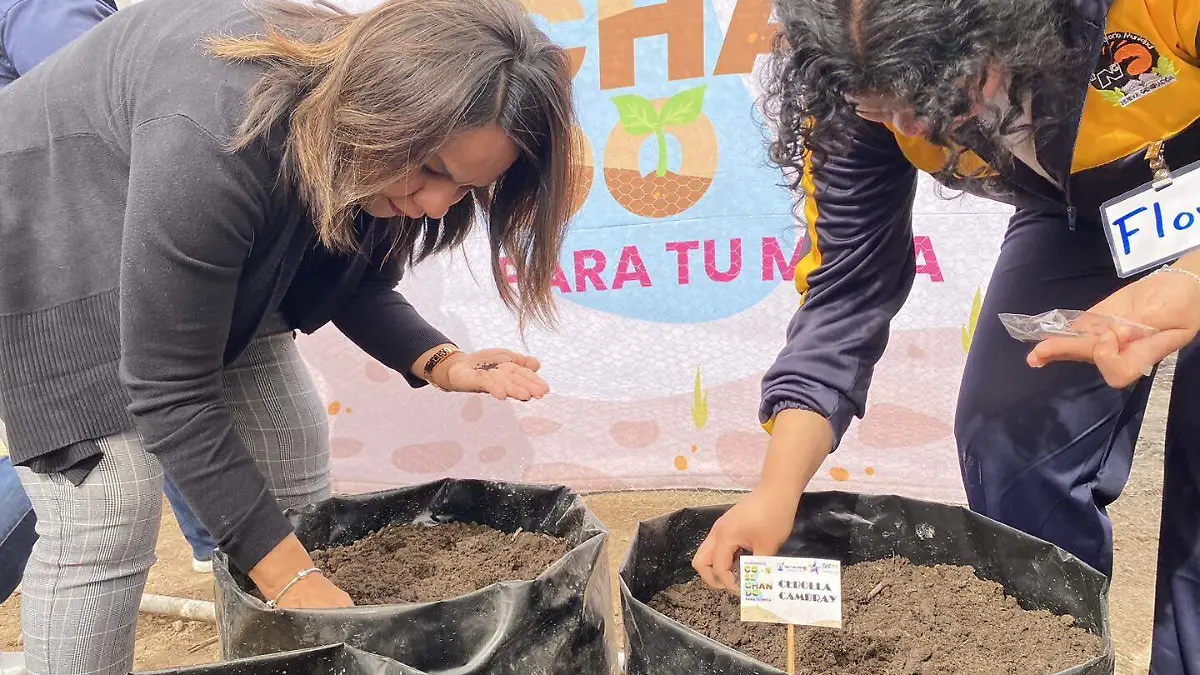 Cosechando para tu mesa (3)