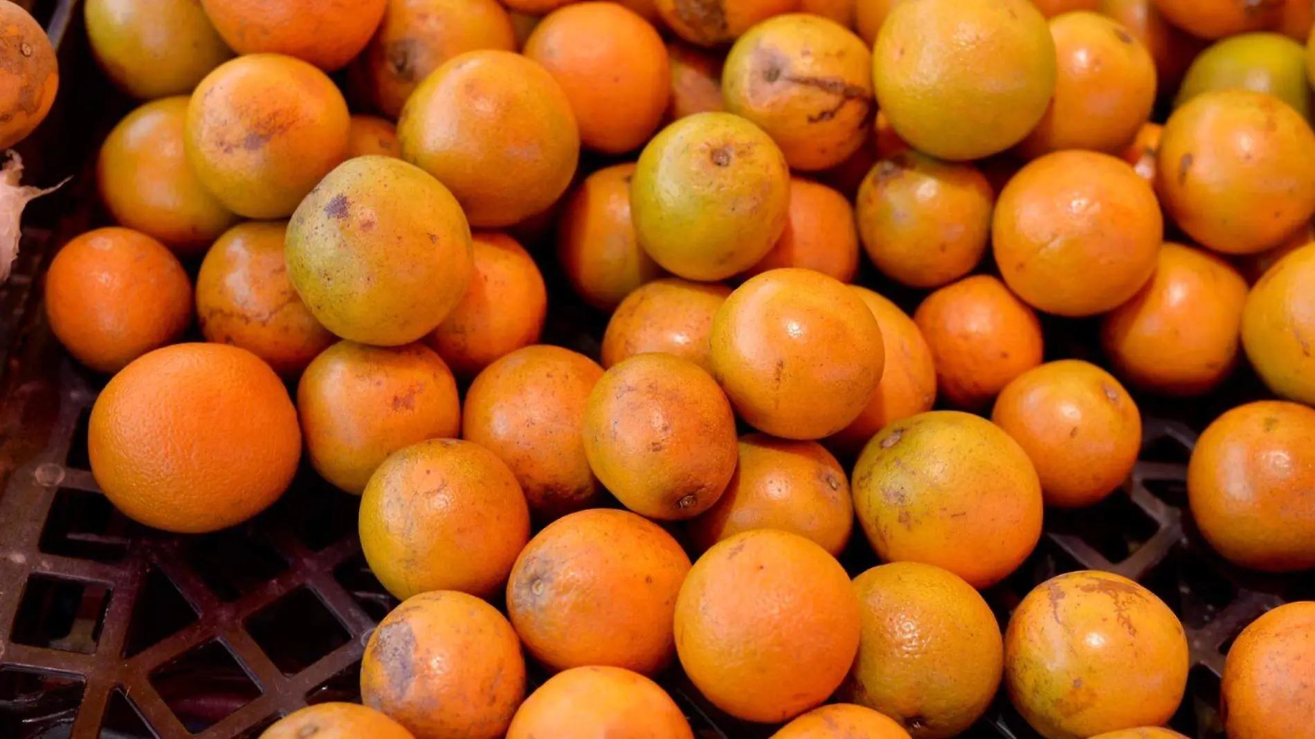 Naranjas, cítricos que serán sometidos a inspección sanitaria por la SEDARH en ZM