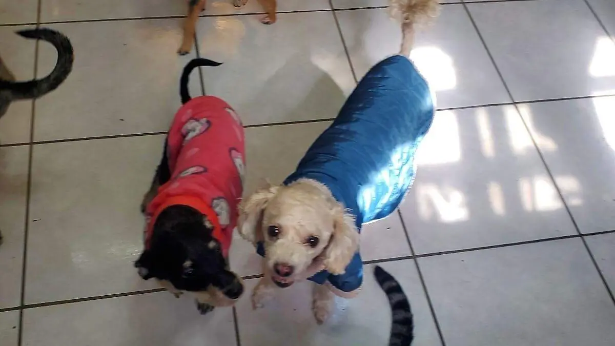 cuetes mortales perritos rescatados (5)