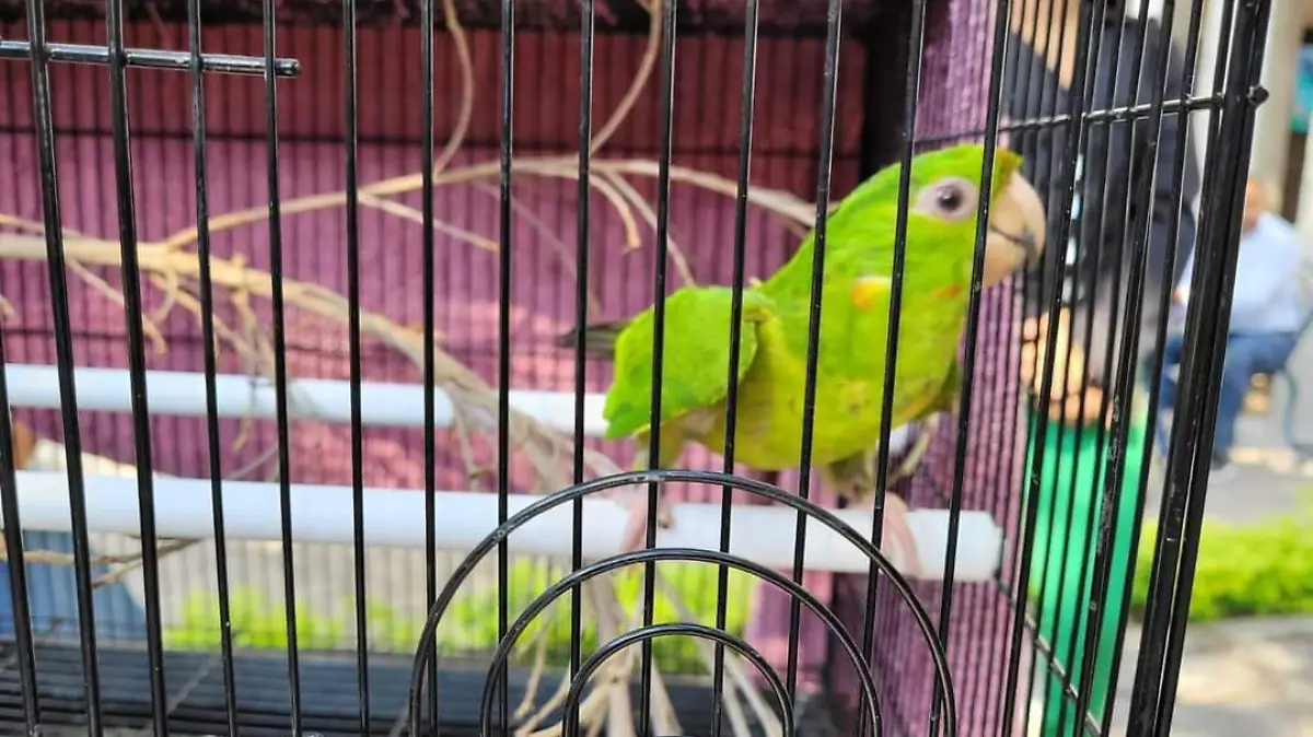 Perico Verde (3)