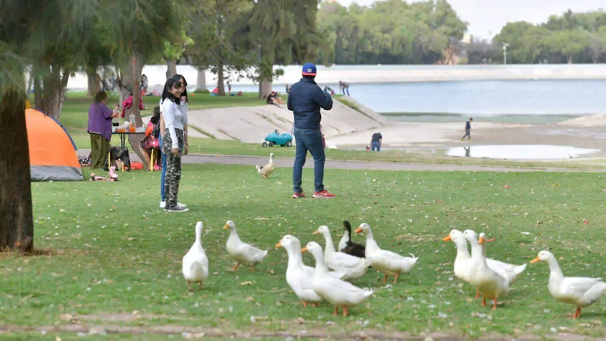 patos del tangamanga