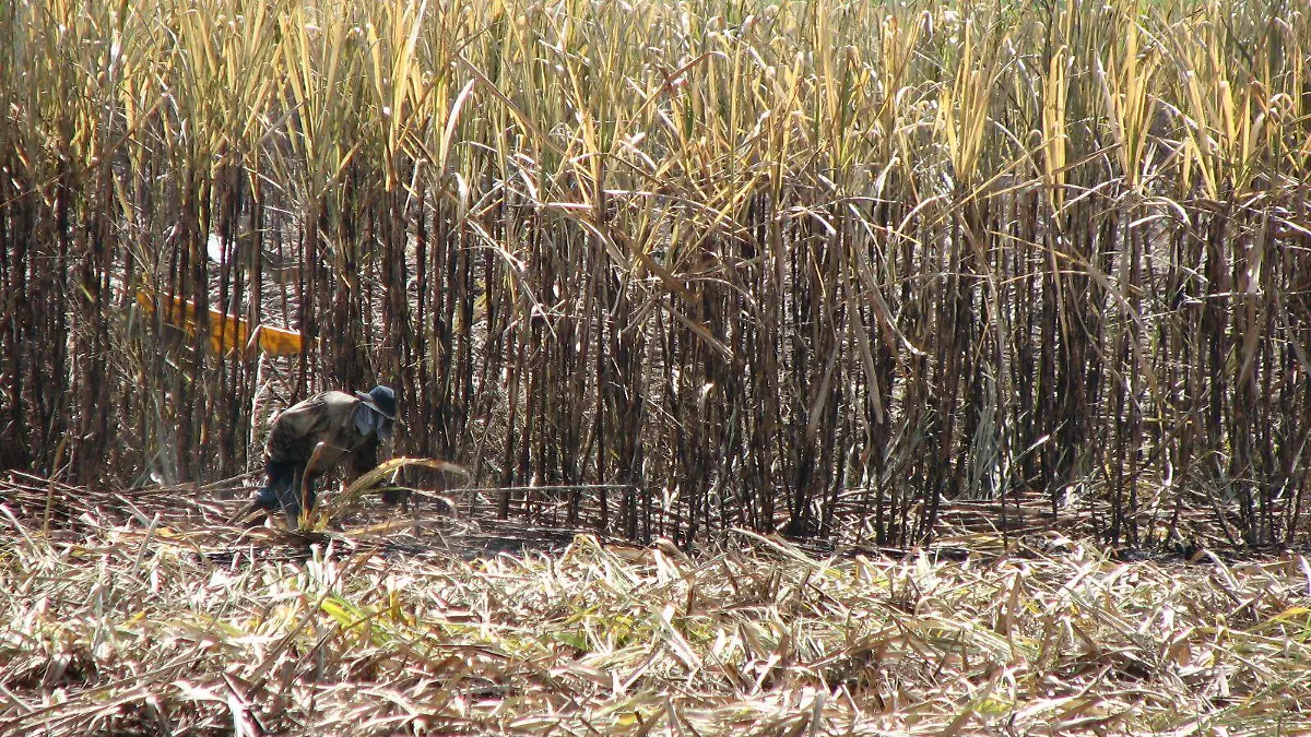 caña zafra