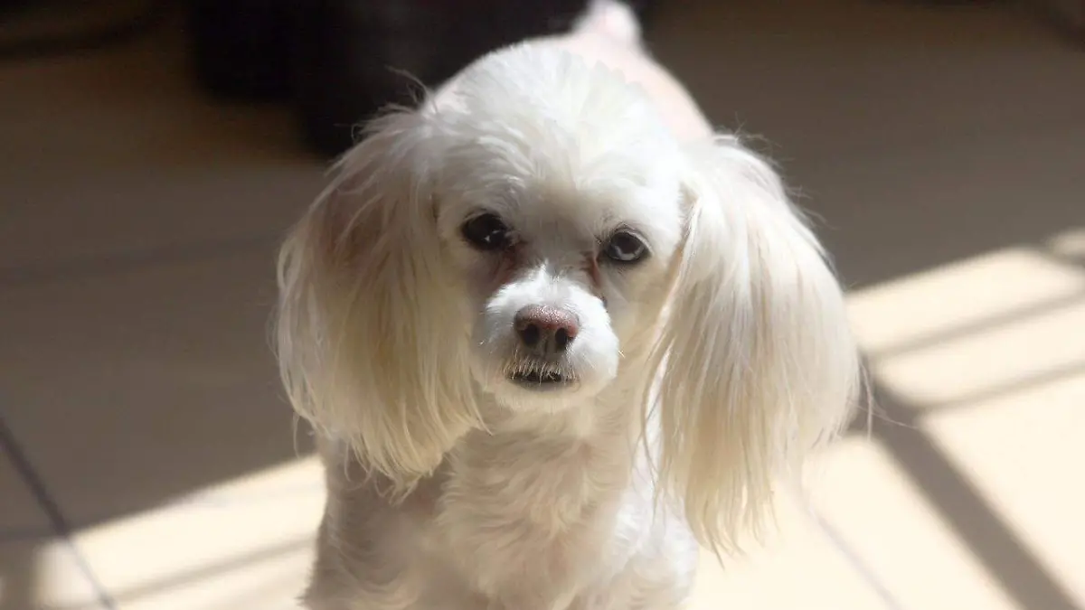 Mascotas, perros, animales 