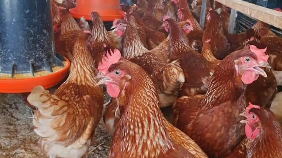 gallinas del rancho