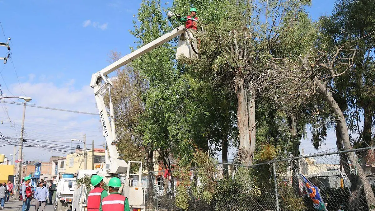 Podas de árboles de grandes dimensiones en colonias como en comunidades