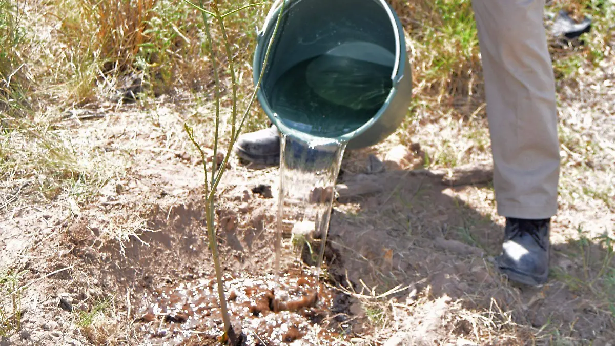 reforestacion (2)
