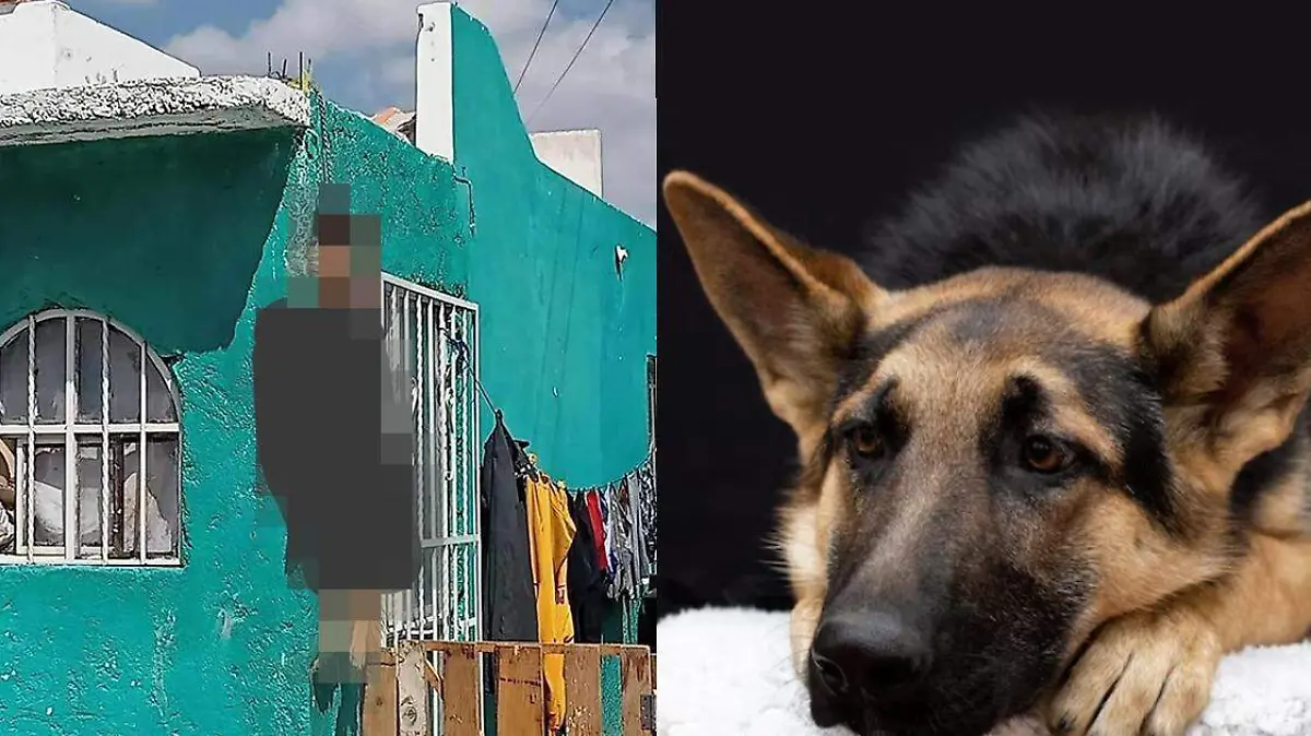 perro ahorcado