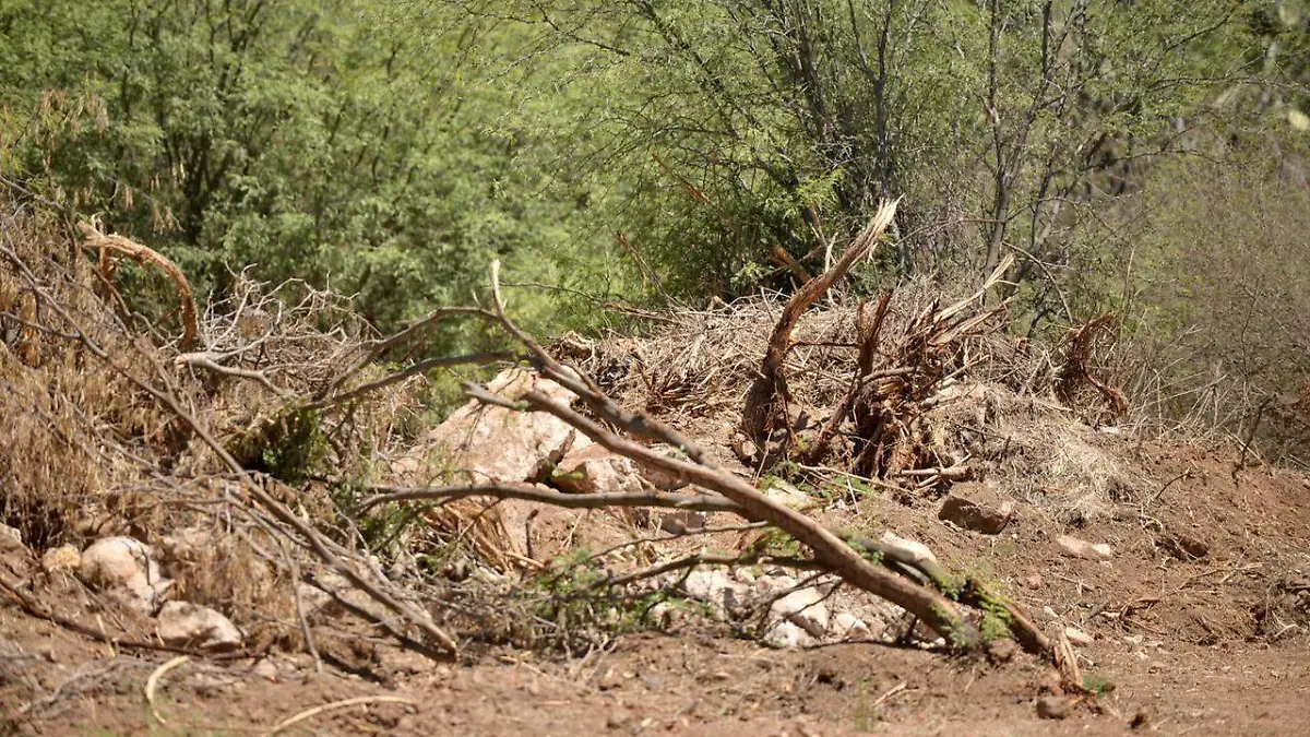 tala de árboles JO (2)