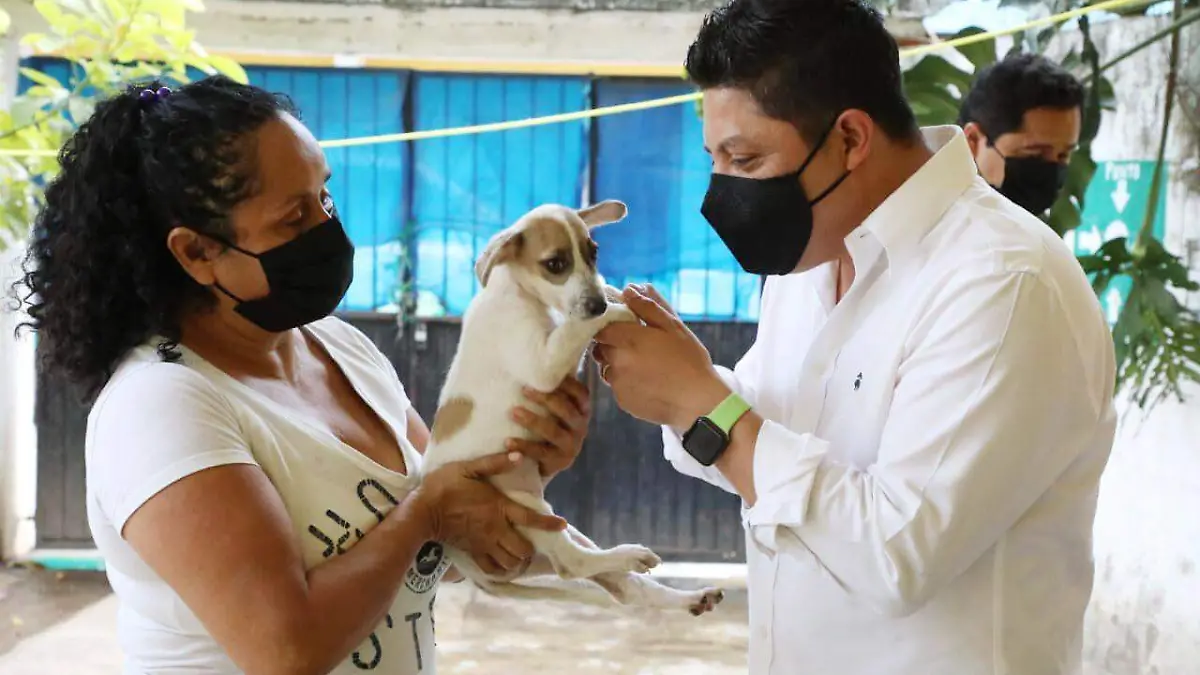 pollo cuidando de animales