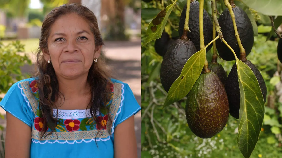 avocado_fruit_tree_natural_fruit_and_vegetables_ripe-636488