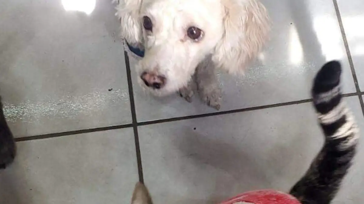 cuetes mortales perritos rescatados (3)