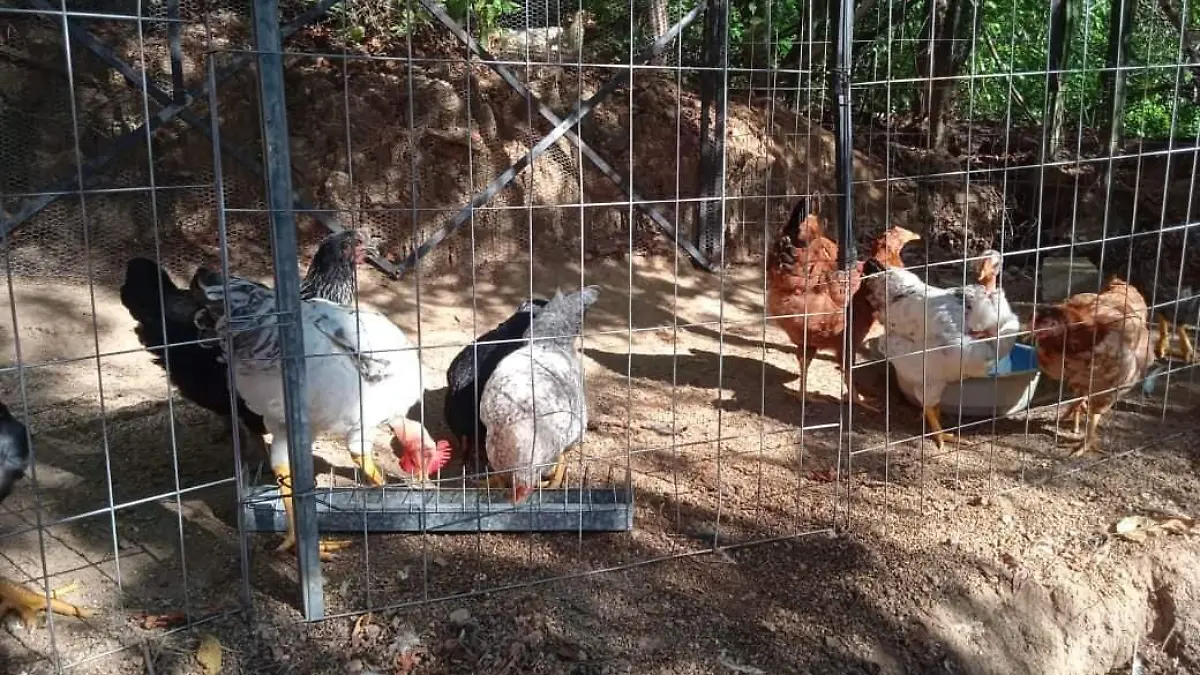 Animales de la granja 