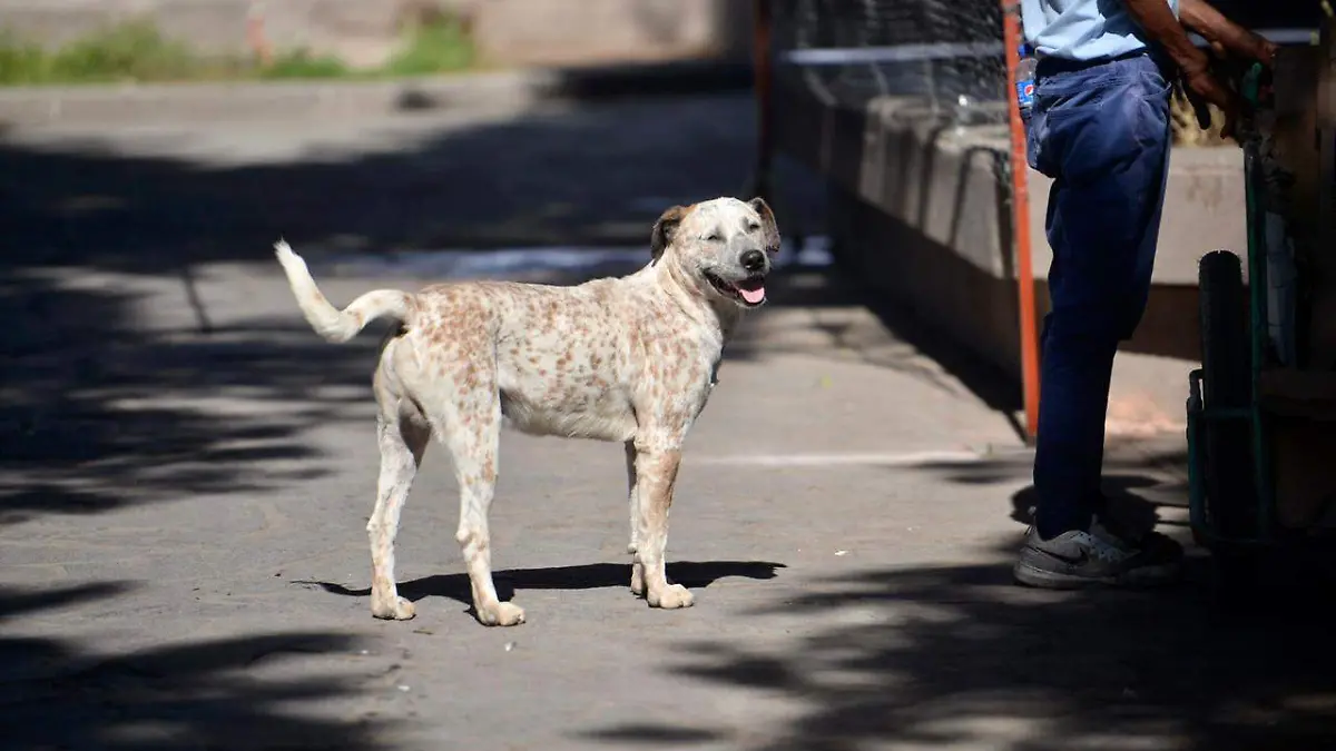 Perros (1)