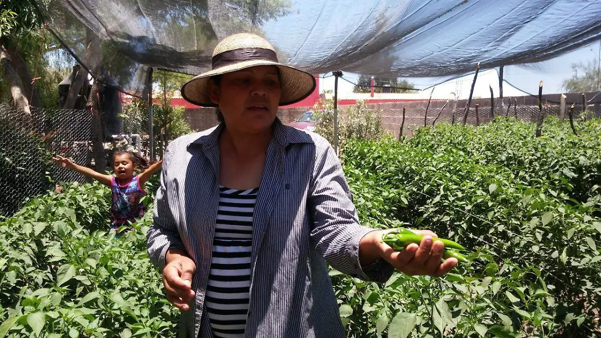 SEDARH Sanidad Vegetal 070120 (1)