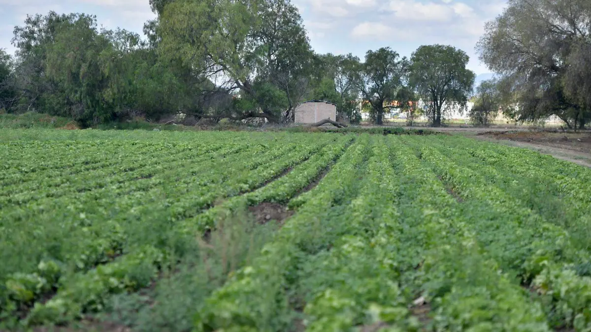 campo JO (7)