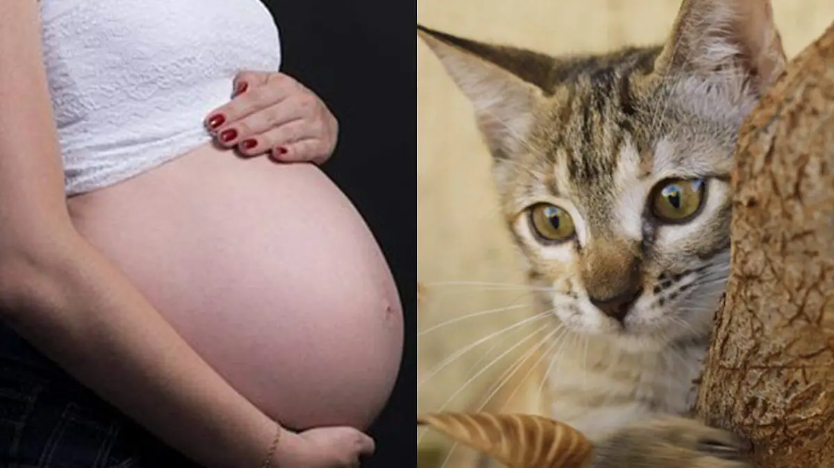 pregnant-2640994__340