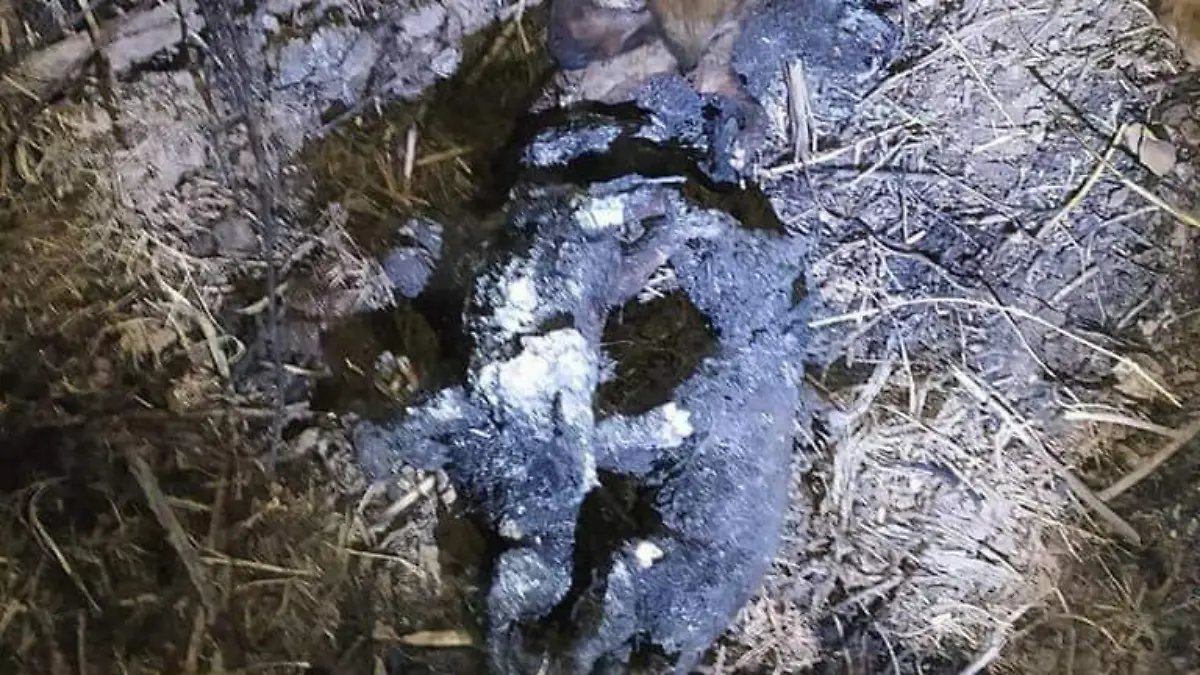 Desconcertada la perrita por sus cachorros