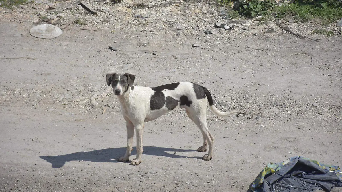 perrito todo flaco