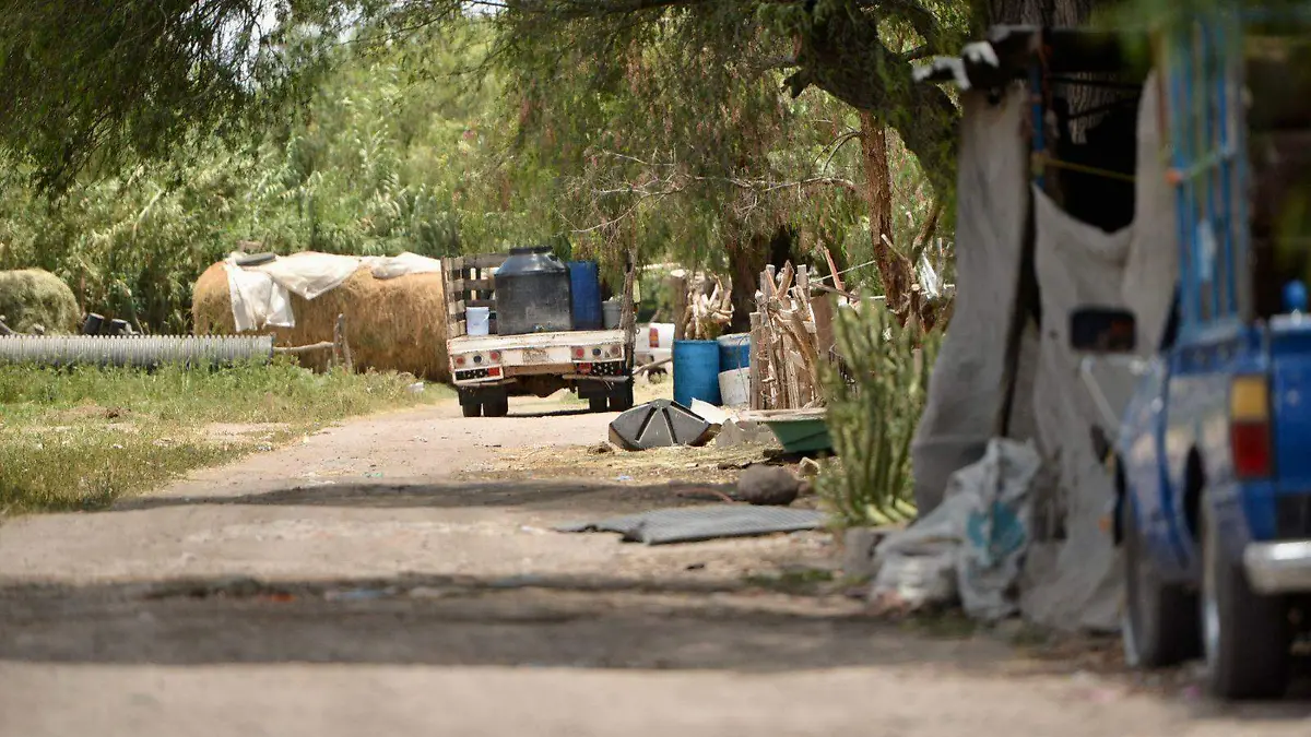  crianza de ganado porcino en zonas urbanas (1)