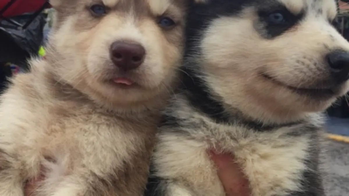 cachorros husky