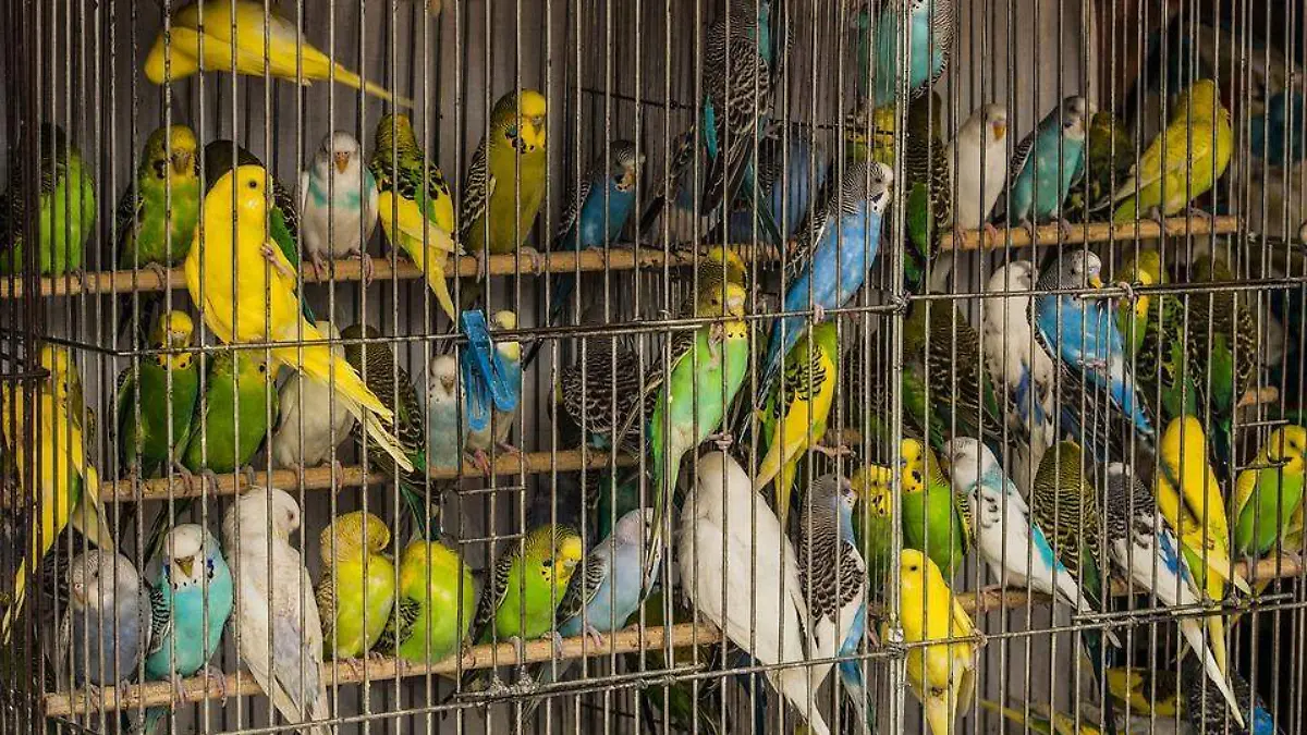 aves pajaros jaula