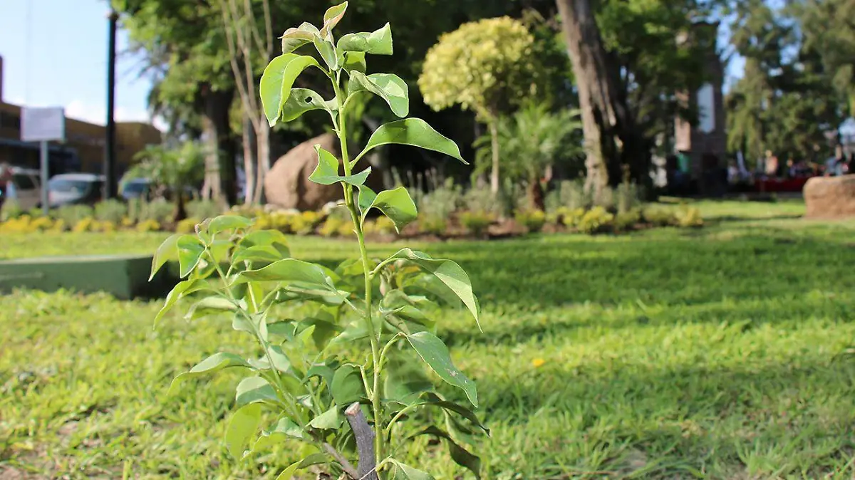 REFORESTACION 1