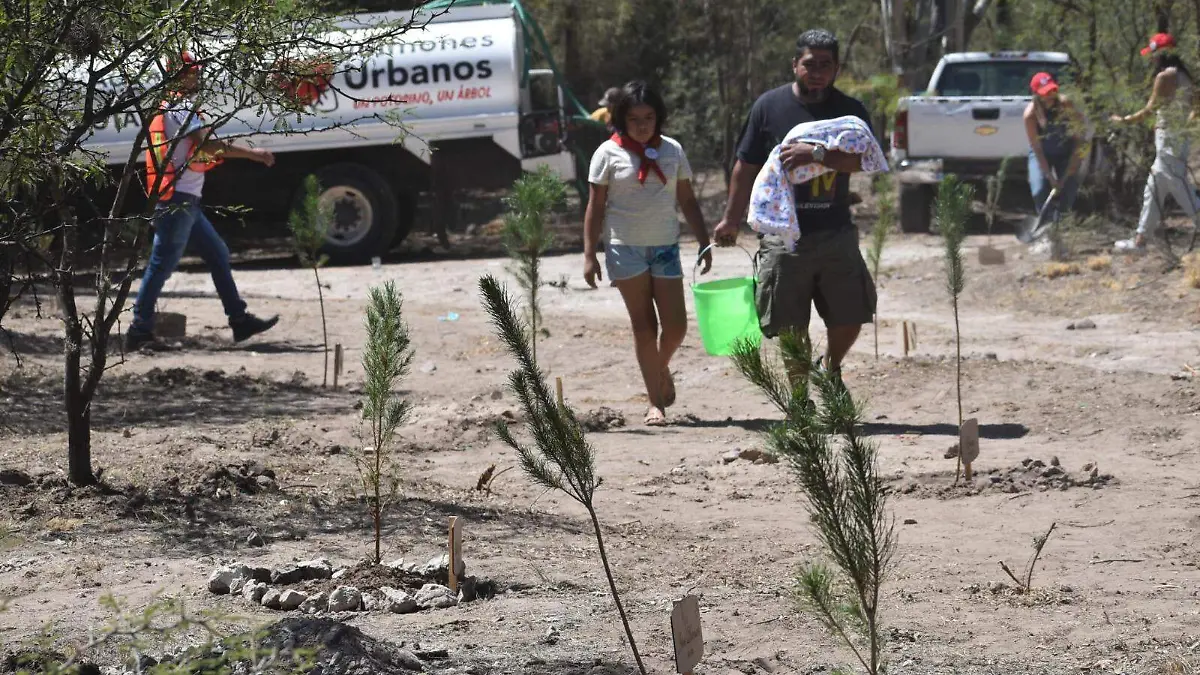 bosques de la vida (4)