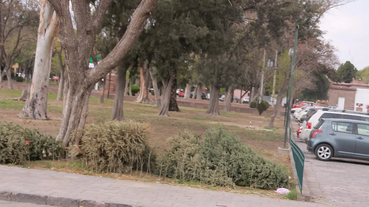  deposito de pinos