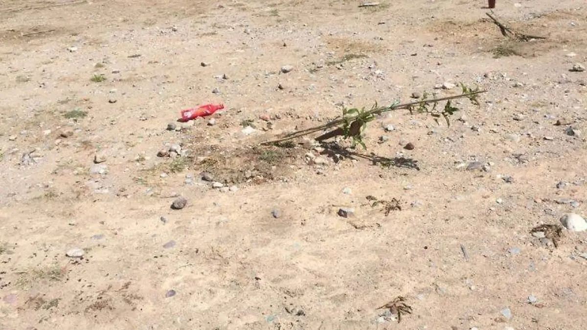 Arrancan arbolitos recién plantados 
